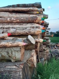 Stack of wooden logs in forest