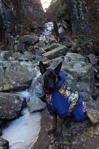 Portrait of dog sitting on rock