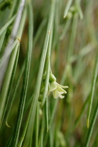 Close-up of green plant