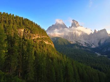 Scenic view of pine trees against sky