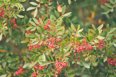 Close-up of red flowers