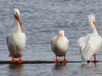 Birds in calm water