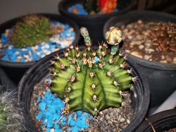 High angle view of succulent plant in pot