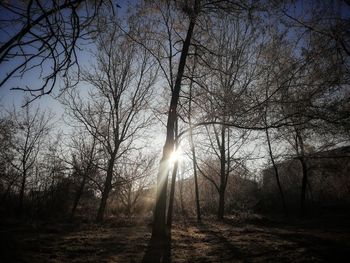 Sunlight streaming through trees in forest