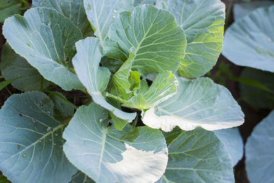 Close-up of fresh green leaf