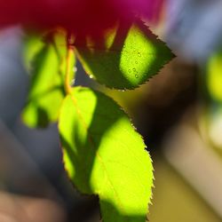 Close-up of green leaves