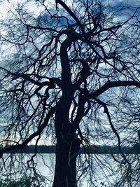 Low angle view of bare tree against sky