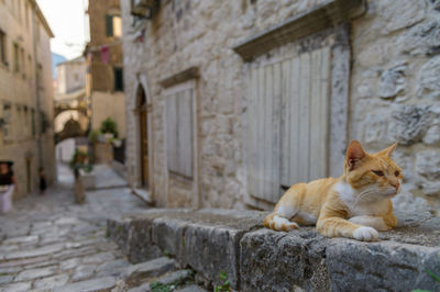 Cat lying on a building