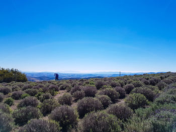 Scenic view of field against blue sky