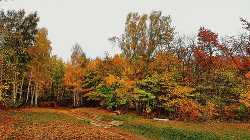 View of autumnal trees against clear sky