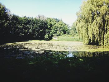 Trees by lake against sky