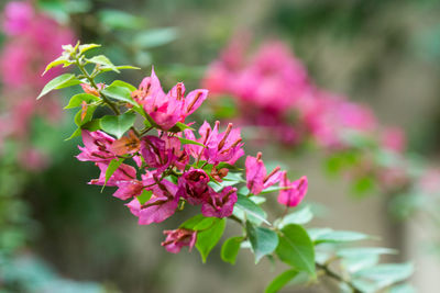 Close-up of pink flowering plant