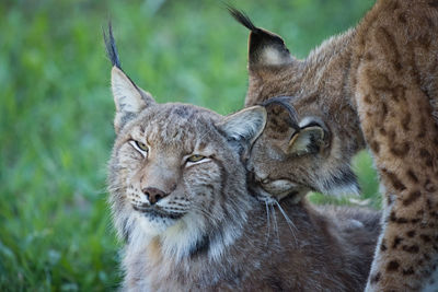 Close-up of wild cats on grass