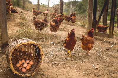 Loose chickens feed in the backyard, organically., in serra da mantiqueira, mg, brazil.
