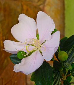 Close-up of white flowering plant