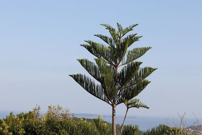 Low angle view of palm tree against clear sky