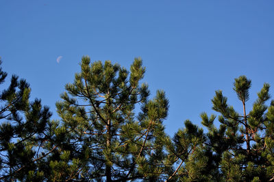 Low angle view of trees against clear blue sky