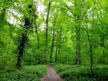 Footpath passing through forest