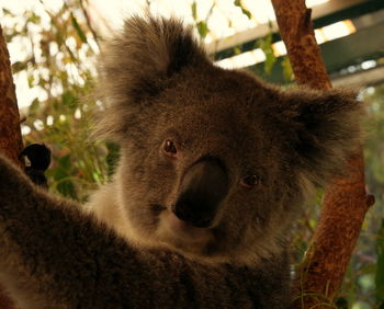 Close-up portrait of cat on tree