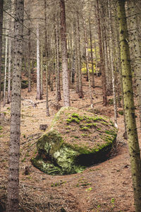 Trees growing in forest