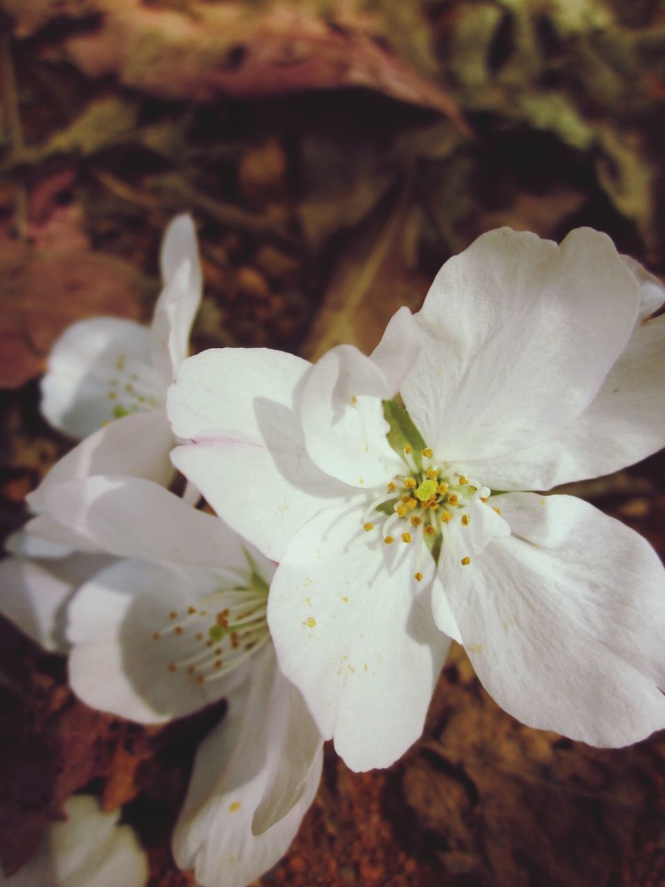 flower, petal, fragility, freshness, flower head, white color, growth, beauty in nature, close-up, pollen, stamen, blooming, focus on foreground, nature, in bloom, white, blossom, plant, outdoors, day