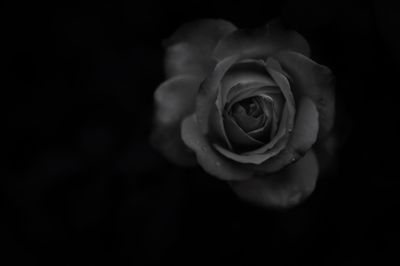 Close-up of rose against black background