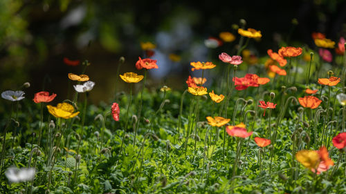 Close-up of yellow flowering plants on field