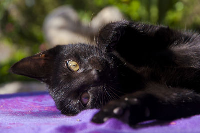 Close-up of cat