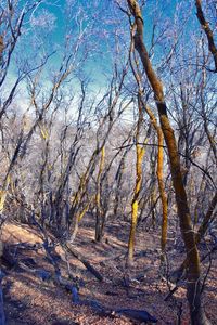 Bare trees in forest during winter