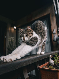 Portrait of cat looking away