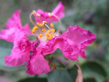 Close-up of pink flowers blooming outdoors