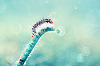 Close-up of insect on plant