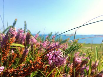 Close-up of purple flowering plants against sky