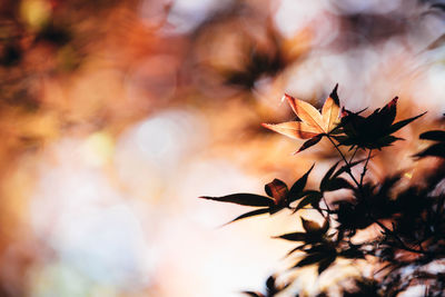 Close-up of maple leaves on tree during sunset