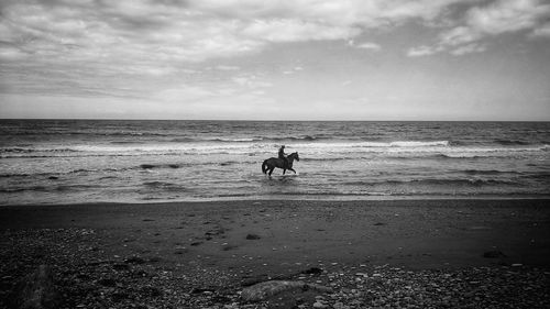 View of horse on beach against sky