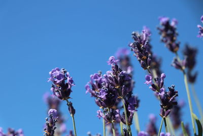Close-up of purple flowering plant