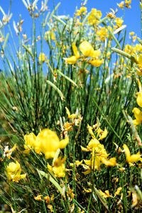 Close-up of yellow flowers blooming in field