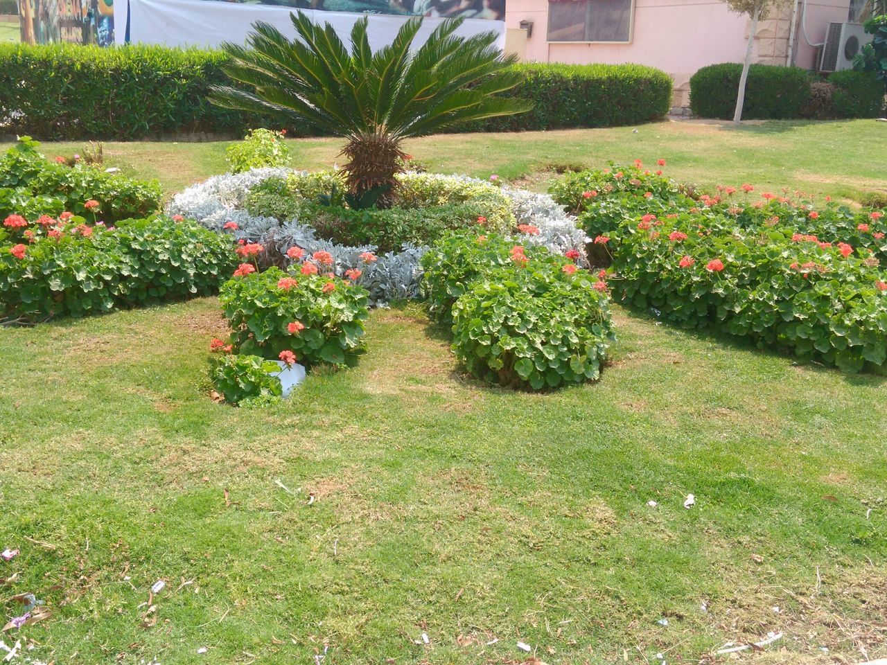 growth, plant, flower, green color, formal garden, sunlight, tree, shadow, nature, garden path, grass, outdoors, day, no people, garden, freshness, beauty in nature, botanical garden, architecture