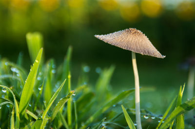 Close-up of mushroom growing on grassy field