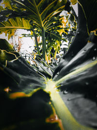 Close-up of yellow flowering plant