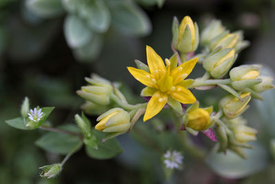 Close-up of flowers blooming outdoors