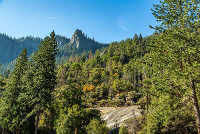 Pine trees in forest against sky