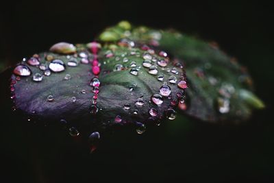 Close-up of water drops on leaf