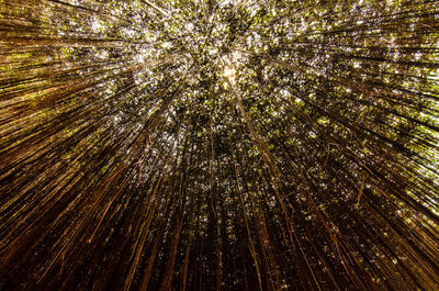 Low angle view of trees