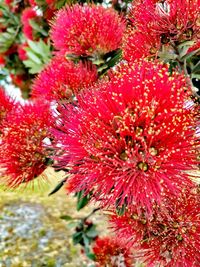 Close-up of red flowering plant