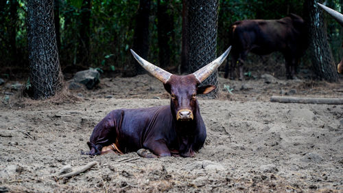 Portrait of javanese bull on field