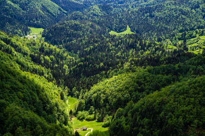Scenic view of forest