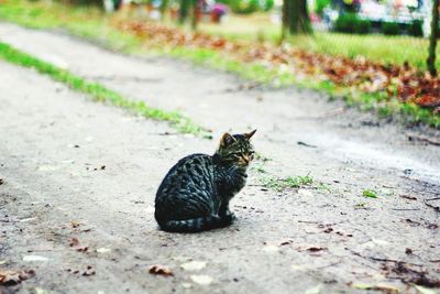 Black cat sitting outdoors