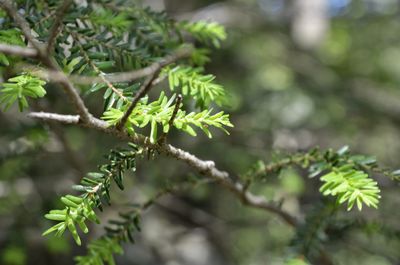 Close-up of green leaves on branch