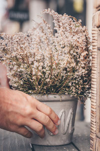 Close-up of hand touching flowering plant